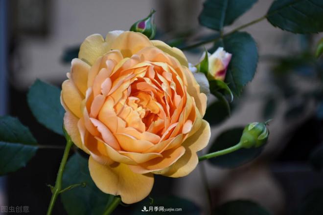 不是我“崇洋媚外”，養(yǎng)月季選歐月，是有原因的(圖3)