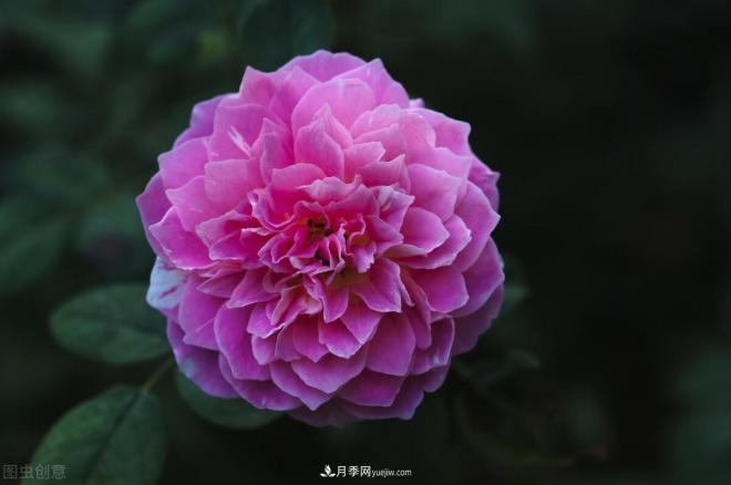 不是我“崇洋媚外”，養(yǎng)月季選歐月，是有原因的(圖6)