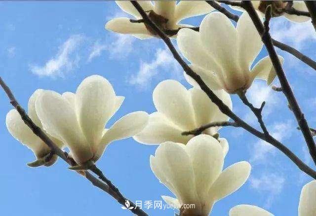 白玉蘭花期有多久，花期如何管理？(圖1)