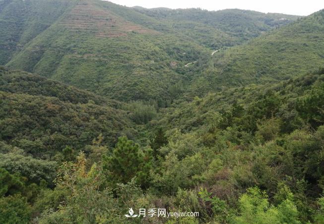 即將到來的冬春造林季要種哪些樹？河南省已培育9.31株鄉(xiāng)土樹種(圖1)