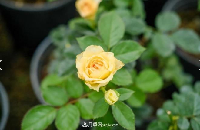 月季爆筍芽了，花友喜滋滋，先別樂(lè)，這個(gè)時(shí)期要慎重(圖1)