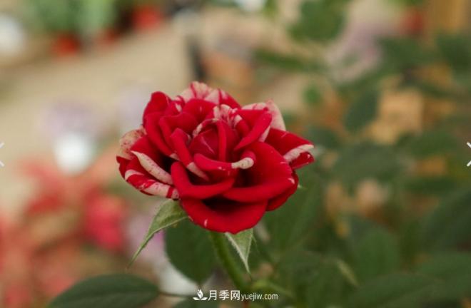 月季爆筍芽了，花友喜滋滋，先別樂(lè)，這個(gè)時(shí)期要慎重(圖2)