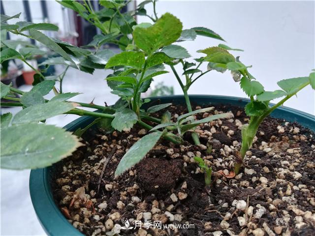 怎樣快速扶壯月季的牙簽小苗，壓枝促筍是一個好辦法(圖1)