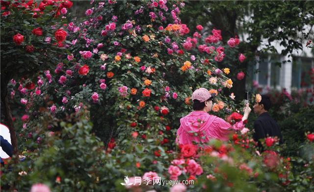 月季花為什么花朵越開越小花色淡？這五點做好，葉茂花繁色嬌艷(圖2)