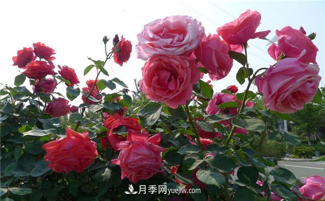 月季花為什么花朵越開越小花色淡？這五點做好，葉茂花繁色嬌艷(圖1)