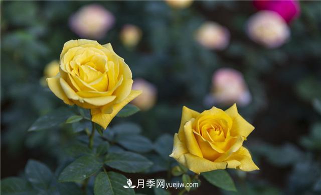 月季花為什么花朵越開越小花色淡？這五點做好，葉茂花繁色嬌艷(圖3)