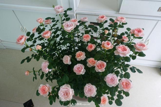 瑞典女王，這個(gè)月季王后用盆養(yǎng)殖注意5點(diǎn)，開花壯觀又霸氣(圖2)