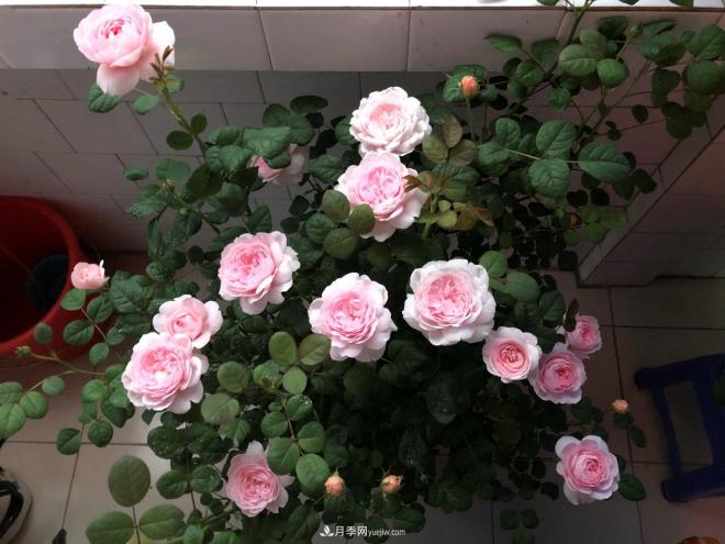瑞典女王，這個(gè)月季王后用盆養(yǎng)殖注意5點(diǎn)，開花壯觀又霸氣(圖3)