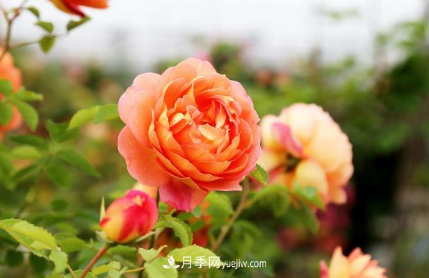 月季花的秋季養(yǎng)護注意事項(圖1)