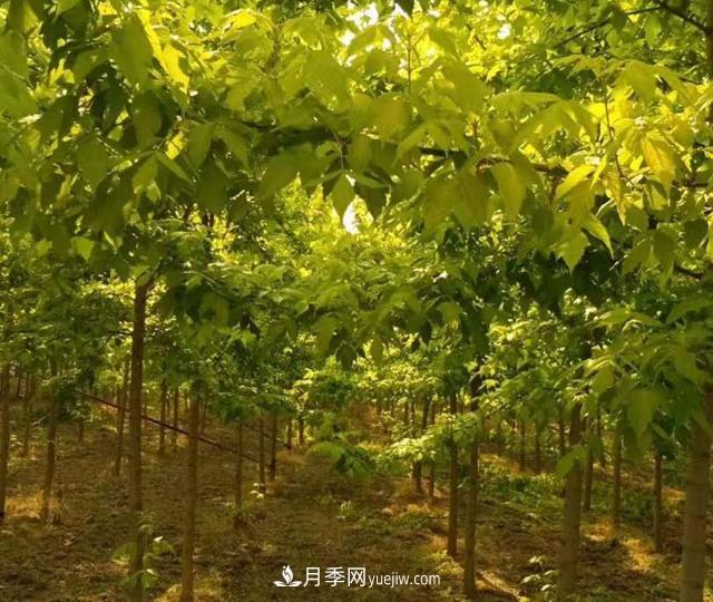 金葉復葉槭養(yǎng)護中，注意“一病一蟲”(圖1)