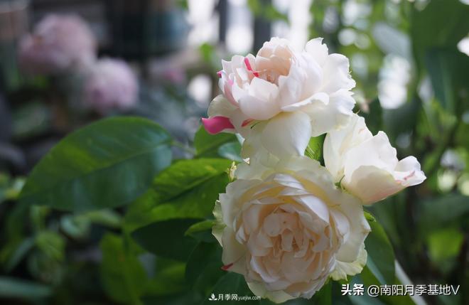 這8種月季，光聽(tīng)名字就想一口吃掉，真的秀色可餐(圖2)