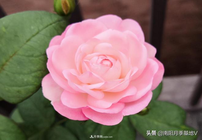 這8種月季，光聽(tīng)名字就想一口吃掉，真的秀色可餐(圖1)