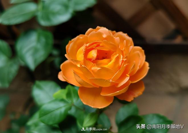 這8種月季，光聽(tīng)名字就想一口吃掉，真的秀色可餐(圖6)