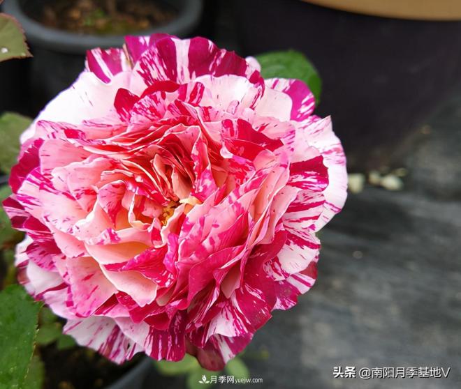 這8種月季，光聽(tīng)名字就想一口吃掉，真的秀色可餐(圖5)