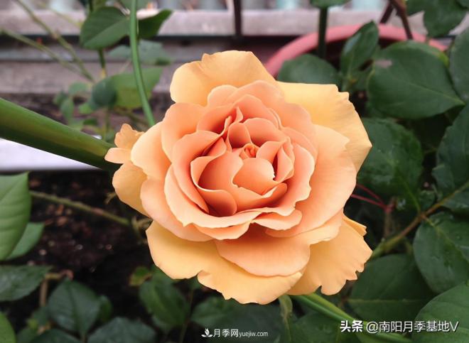 這8種月季，光聽(tīng)名字就想一口吃掉，真的秀色可餐(圖8)
