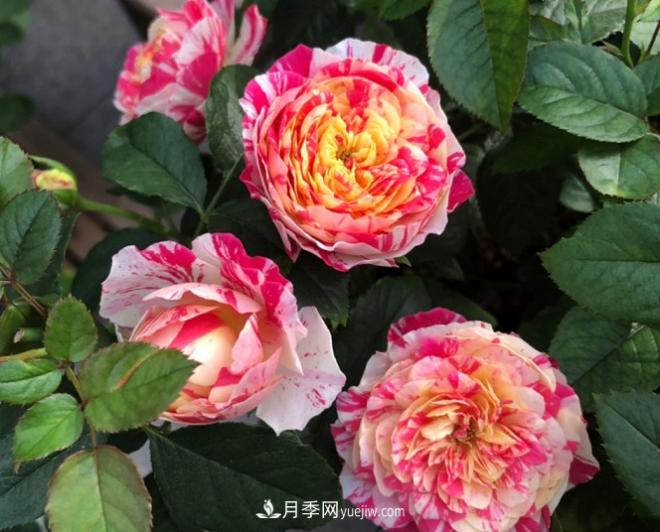 十一月養(yǎng)護月季，分享三個小動作”，月季蹭蹭冒新芽(圖3)