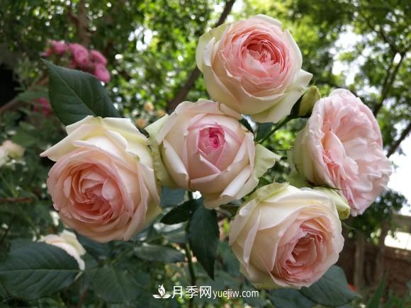 十一月養(yǎng)護月季，分享三個小動作”，月季蹭蹭冒新芽(圖1)