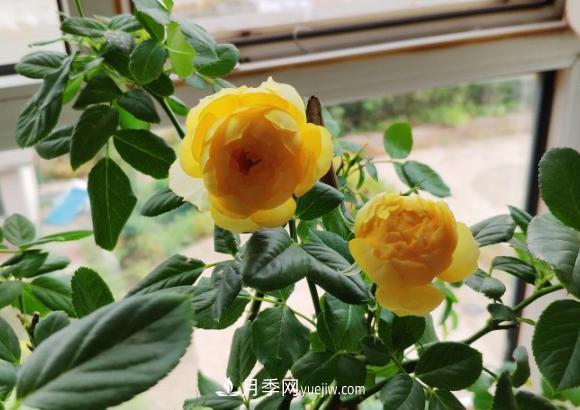 十一月養(yǎng)護月季，分享三個小動作”，月季蹭蹭冒新芽(圖2)