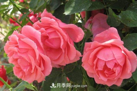 月季花有哪些顏色？月季花的養(yǎng)殖方法？(圖1)