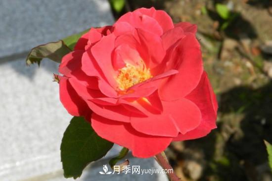 月季花有哪些顏色？月季花的養(yǎng)殖方法？(圖3)