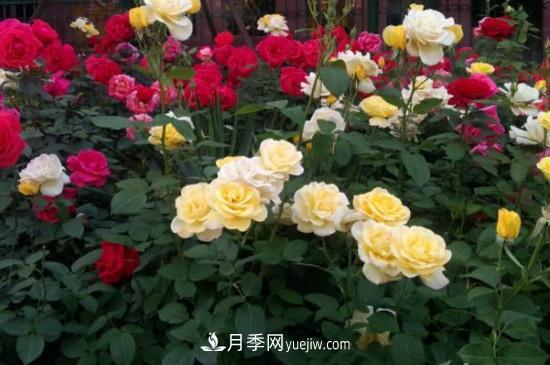 月季花有哪些顏色？月季花的養(yǎng)殖方法？(圖2)
