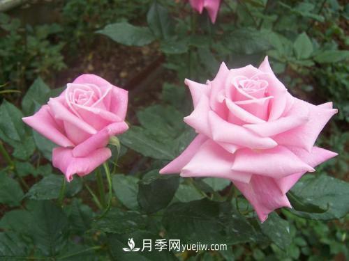 十大***經(jīng)典月季花，開花***勤(圖2)