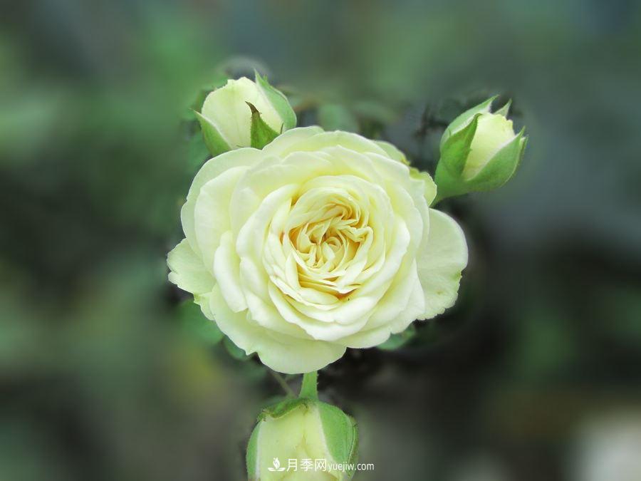 十大***經(jīng)典月季花，開花***勤(圖1)