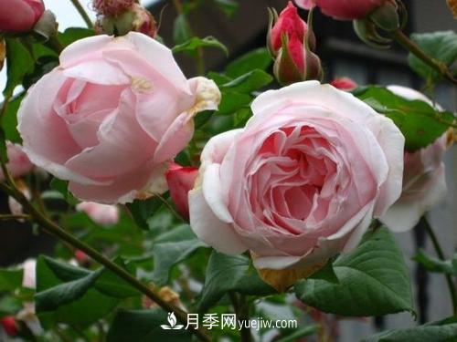 十大***經(jīng)典月季花，開花***勤(圖3)