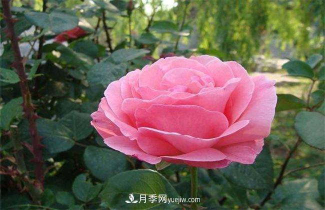 月季有毒嗎，怎么養(yǎng)殖？(圖1)