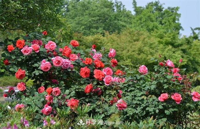 月季花什么時候開花？月季花的功效作用(圖1)