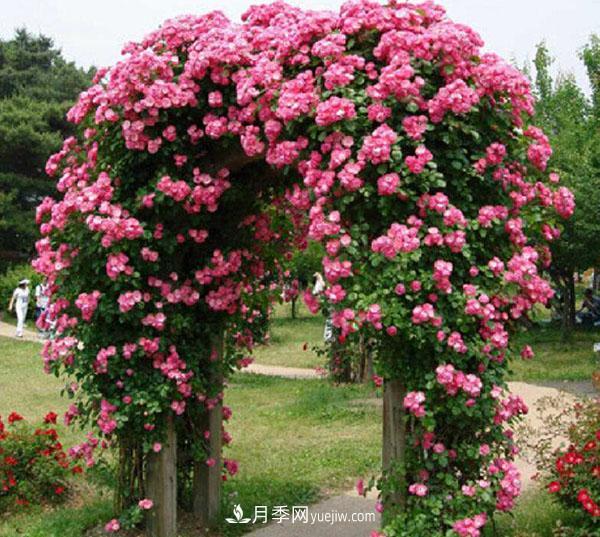 安吉拉月季的優(yōu)缺點(diǎn)是什么？安吉拉養(yǎng)殖辦法(圖2)