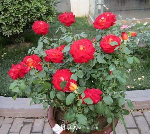 盆栽月季花的養(yǎng)殖方法是什么，有哪些注意事項(xiàng)(圖1)