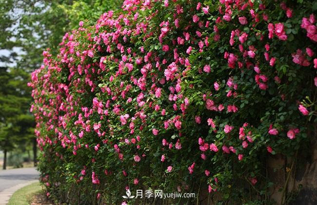 藤本月季生長(zhǎng)比較快，該如何修剪？(圖3)