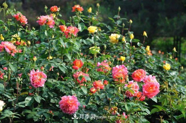 玫瑰花與月季花的區(qū)別？玫瑰花語大全介紹(圖2)