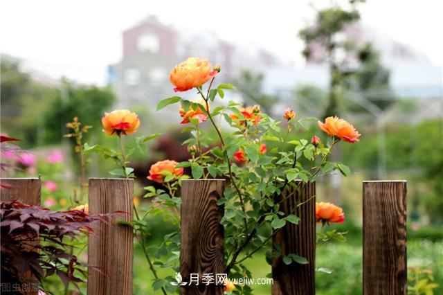 月季好養(yǎng)嗎？有哪些養(yǎng)殖注意事項(xiàng)？(圖1)