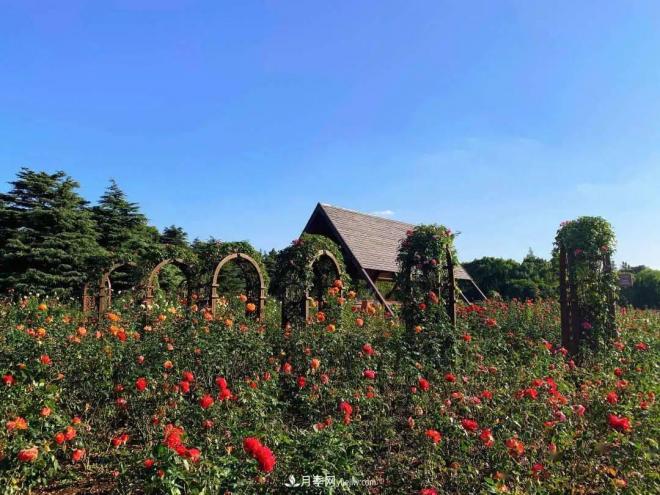 秋日暖陽花盛開，來上海濱江森林公園看金秋***美月季花(圖2)