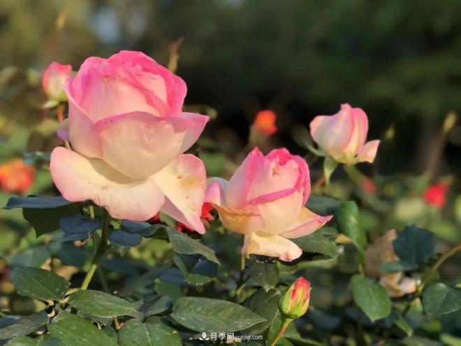 秋日暖陽花盛開，來上海濱江森林公園看金秋***美月季花(圖6)