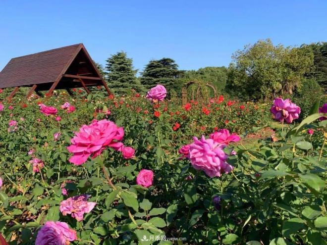 秋日暖陽花盛開，來上海濱江森林公園看金秋***美月季花(圖5)