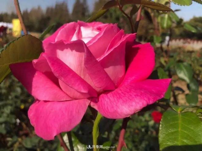秋日暖陽花盛開，來上海濱江森林公園看金秋***美月季花(圖7)
