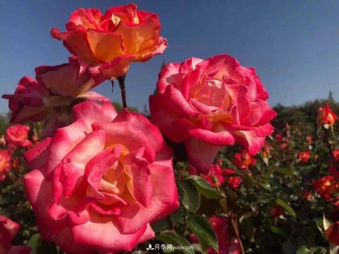 秋日暖陽花盛開，來上海濱江森林公園看金秋***美月季花(圖9)