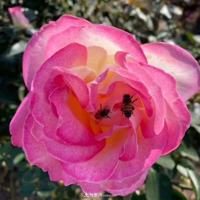 秋日暖陽花盛開，來上海濱江森林公園看金秋***美月季花(圖8)