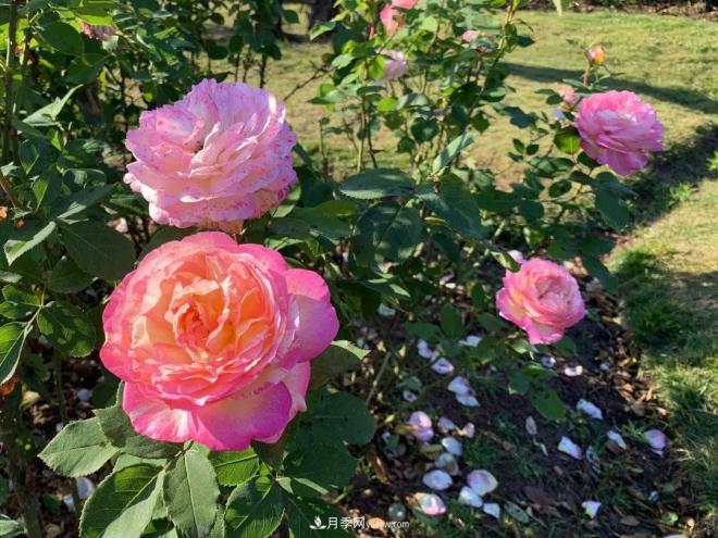 秋日暖陽花盛開，來上海濱江森林公園看金秋***美月季花(圖10)