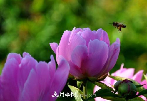芍藥、牡丹、月季的區(qū)別？科學(xué)修剪辦法(圖2)