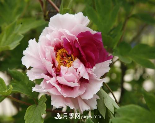 芍藥、牡丹、月季的區(qū)別？科學(xué)修剪辦法(圖1)