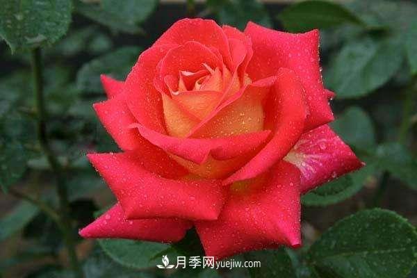 大花月季品種介紹？大花月季品種推薦(圖3)
