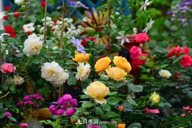 大花月季品種介紹？大花月季品種推薦(圖2)