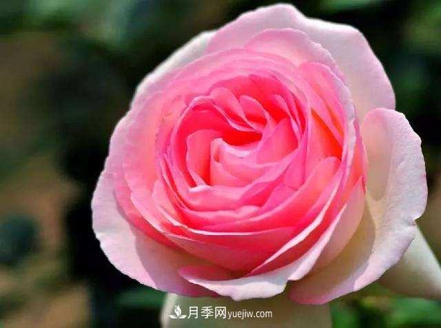 大花月季品種介紹？大花月季品種推薦(圖1)