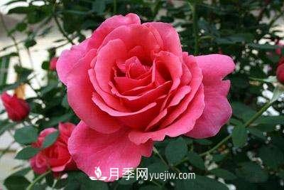 大花月季品種介紹？大花月季品種推薦(圖4)