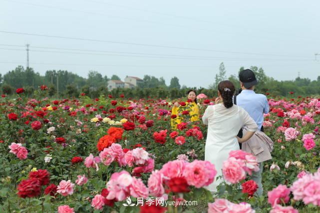 襄陽(yáng)張建：志做湖北月季花卉領(lǐng)軍人(圖2)