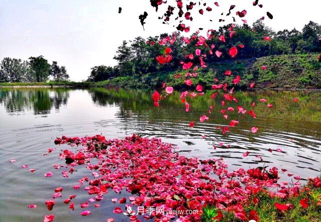 襄陽(yáng)張建：志做湖北月季花卉領(lǐng)軍人(圖4)